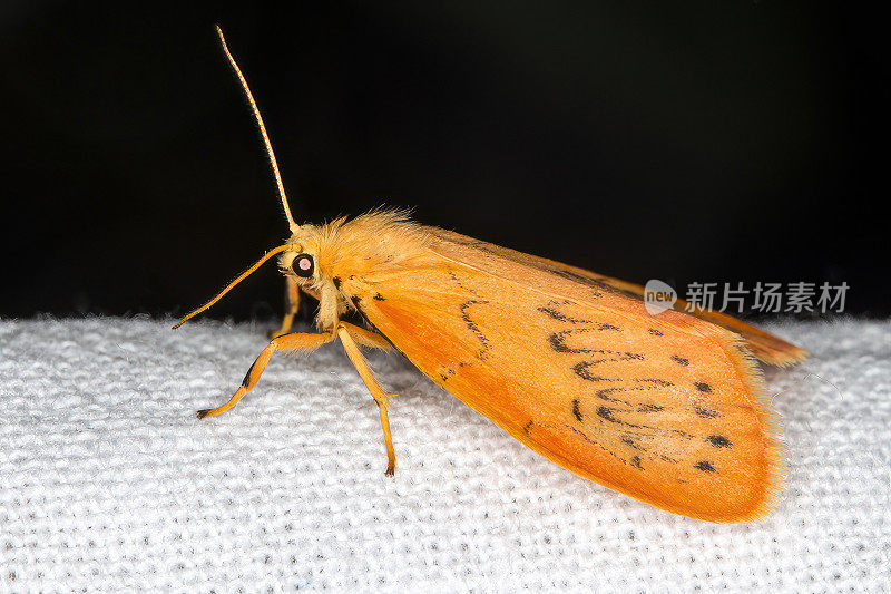 玫瑰足蛾(Miltochrista miniata)